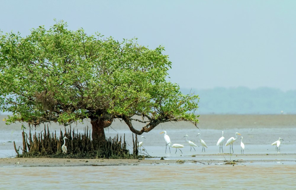 Coringa Wildlife Sanctuary